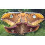 Tussore Silkmoth mylitta cocoons